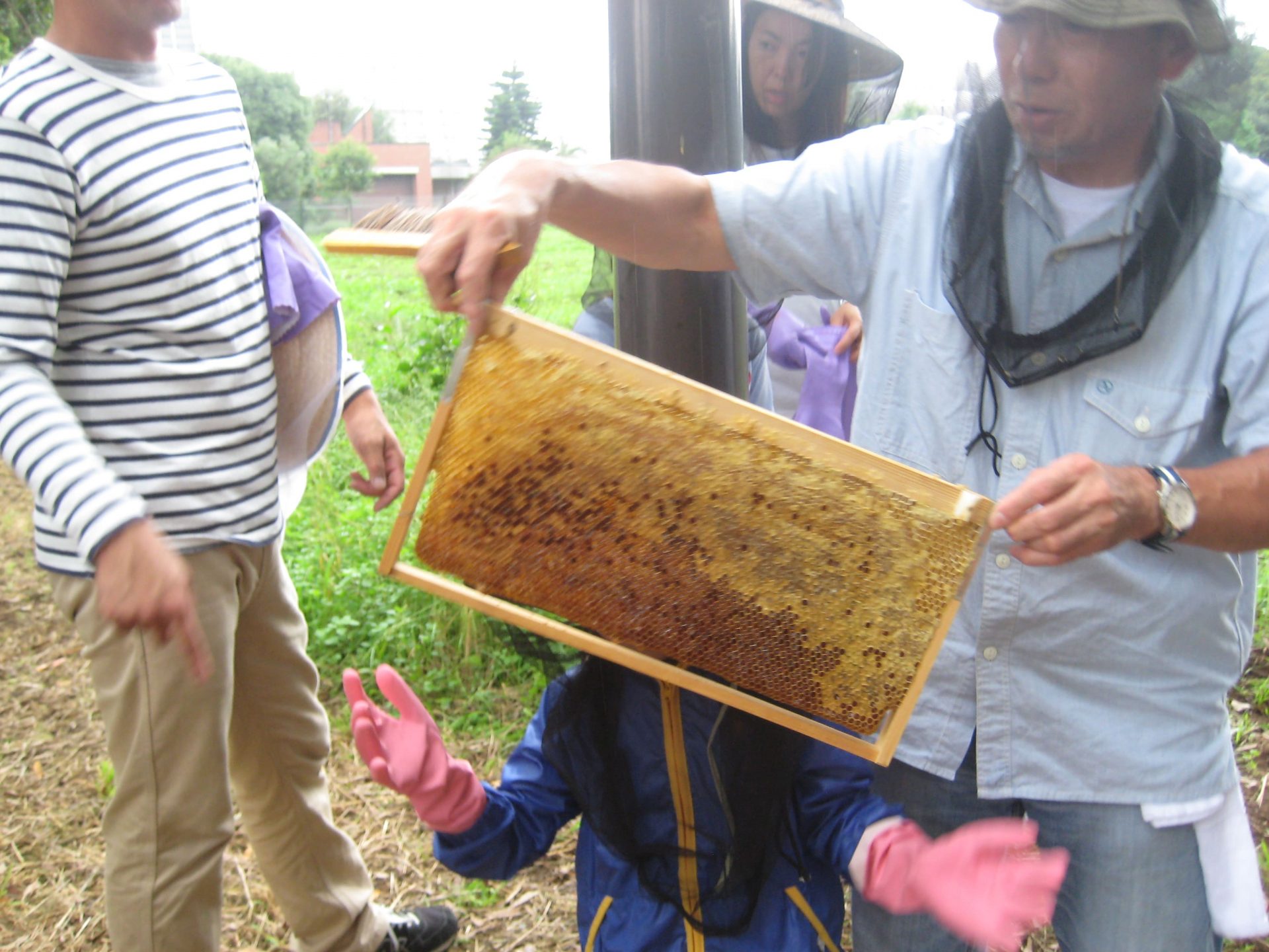 予約制】ミツバチ内検体験会！ - 【東京都】夢の島熱帯植物館